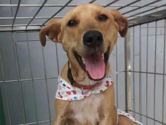 Cachorro ra a Não definida idade 1 ano nome Pérola Sorriso