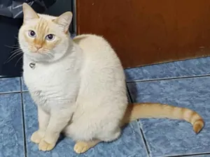 Gato raça Siamês red point  idade 6 ou mais anos nome Ray lindo e fofo 