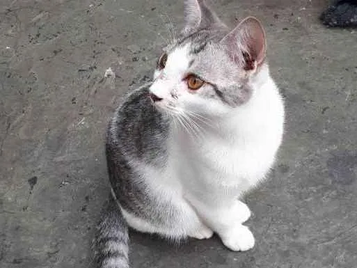 Gato ra a Sem raça idade 2 a 6 meses nome Defini como “Loki”