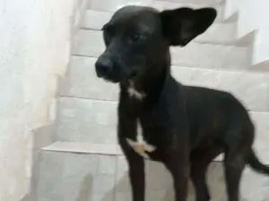 Cachorro raça SRD idade 1 ano nome Neguinha 