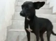 Neguinha