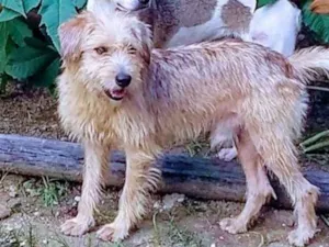 Cachorro raça Vira Lata idade 1 ano nome Lucky