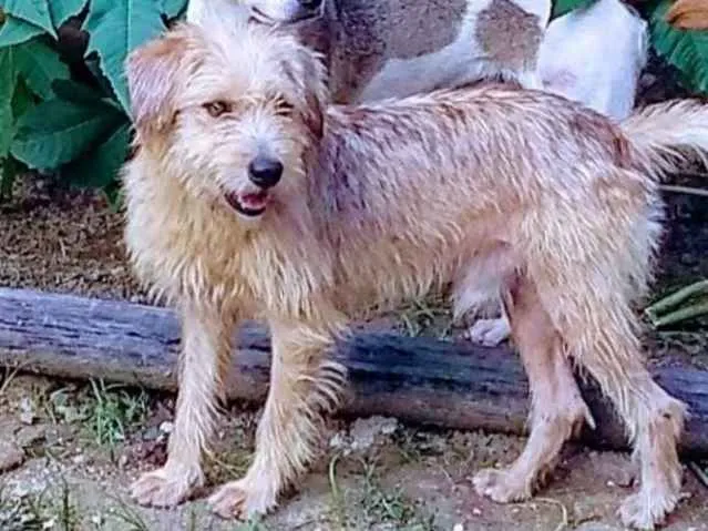 Cachorro ra a Vira Lata idade 1 ano nome Lucky