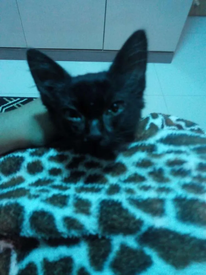 Gato ra a Vira Lats idade 2 a 6 meses nome Aylin