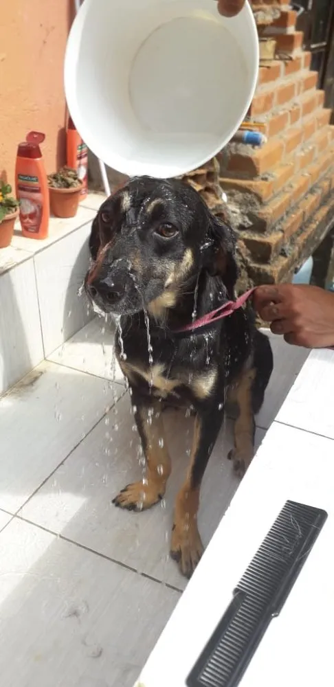 Cachorro ra a Srd  idade 2 anos nome Batatinha 