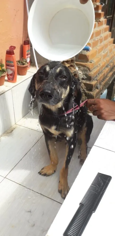 Cachorro ra a Srd  idade 2 anos nome Batatinha 