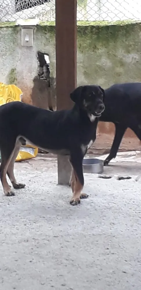 Cachorro ra a Srd  idade 2 anos nome Batatinha 