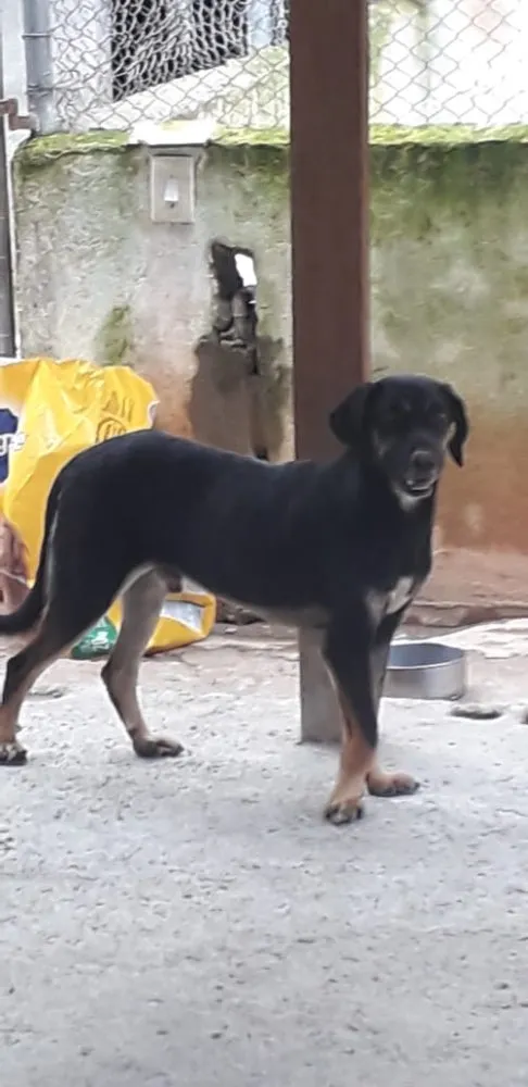 Cachorro ra a Srd  idade 2 anos nome Batatinha 