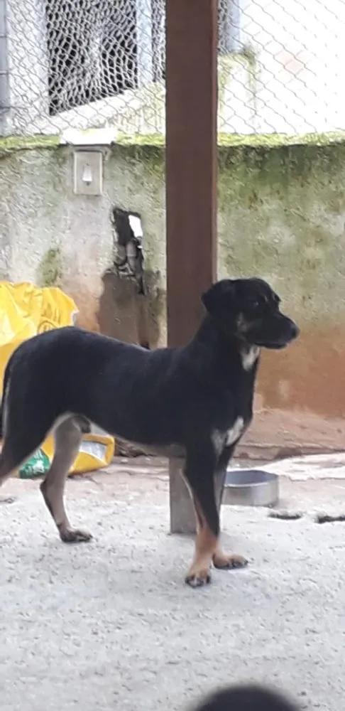 Cachorro ra a Srd  idade 2 anos nome Batatinha 