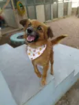 Francisco (Chico)