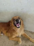 Francisco (Chico)