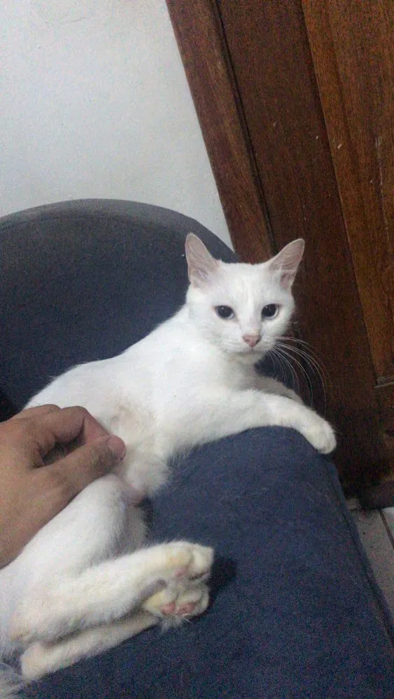 Gato ra a Vira-lata idade 2 anos nome Dina