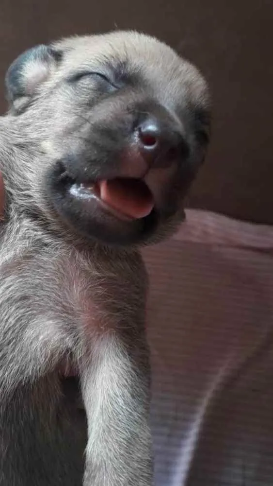 Cachorro ra a mestiço  idade 2 a 6 meses nome Beethoven 