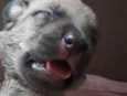 Beethoven