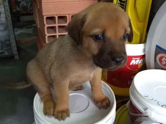 Cachorro ra a mestiço  idade 2 a 6 meses nome Beethoven 