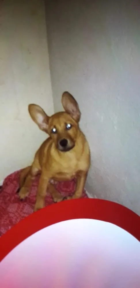 Cachorro ra a mestiço  idade 2 a 6 meses nome Beethoven 