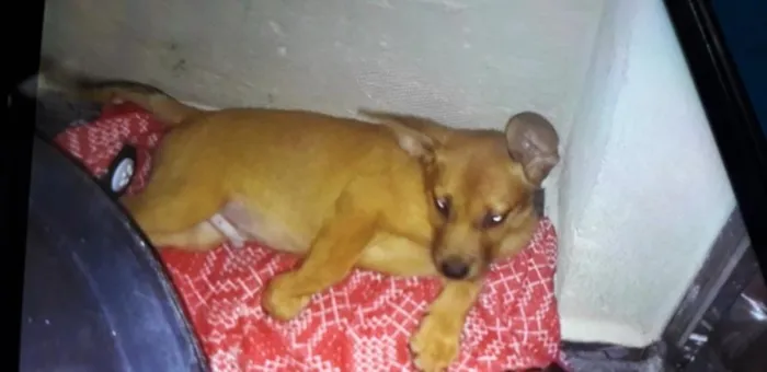 Cachorro ra a mestiço  idade 2 a 6 meses nome Beethoven 