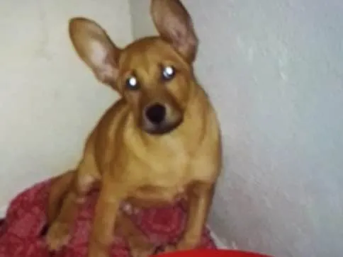 Cachorro ra a mestiço  idade 2 a 6 meses nome Beethoven 