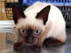 Gato raça SRD idade 2 a 6 meses nome Rubia