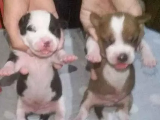Cachorro ra a Srd idade Abaixo de 2 meses nome Chico