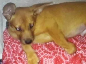Cachorro raça mestiço  idade 2 a 6 meses nome Beethoven 