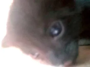 Gato raça Vira lata idade Abaixo de 2 meses nome Myuxa