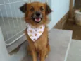Francisco (Chico)