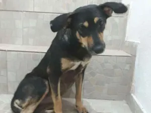 Cachorro raça SRD idade 1 ano nome Mell