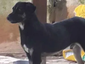 Cachorro raça Srd  idade 2 anos nome Batatinha 