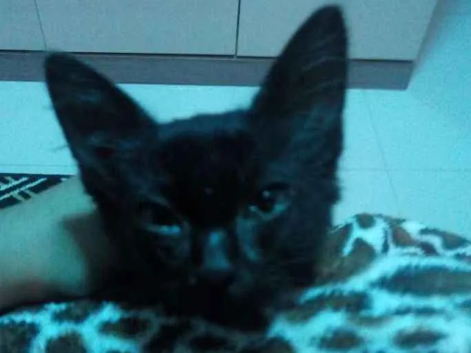 Gato ra a Vira Lats idade 2 a 6 meses nome Aylin