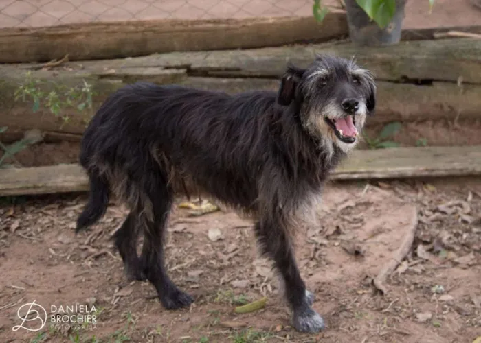 Cachorro ra a viralatinha idade 1 ano nome Banzé