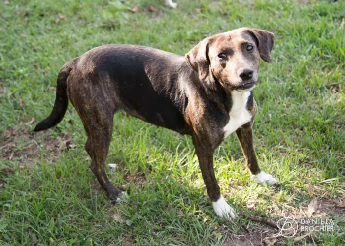 Cachorro ra a viralatinha idade 1 ano nome Mancha Branca