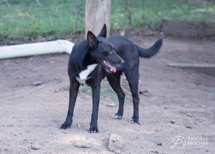 Cachorro ra a viralatinha idade 1 ano nome Lobinho