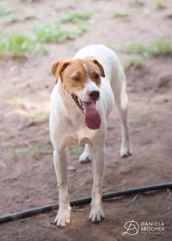 Cachorro ra a viralatinha idade 1 ano nome Cremoso