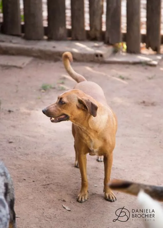 Cachorro ra a viralatinha idade 1 ano nome Bolinho