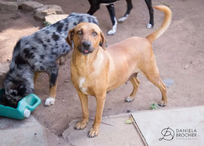 Cachorro ra a viralatinha idade 1 ano nome Pelego