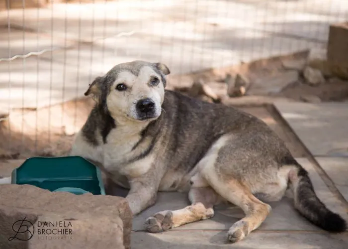 Cachorro ra a viralatinha idade 1 ano nome Pilicão