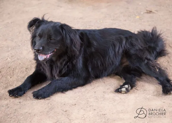 Cachorro ra a estamos na dúvida idade 1 ano nome Negro