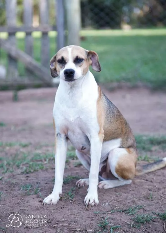 Cachorro ra a viralatinha idade 1 ano nome Dadá