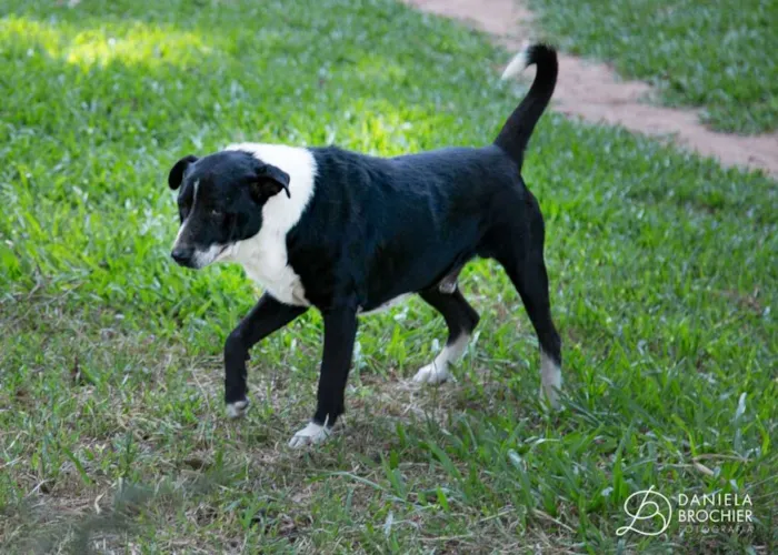 Cachorro ra a maravilhosa idade 1 ano nome Mantinha Branca