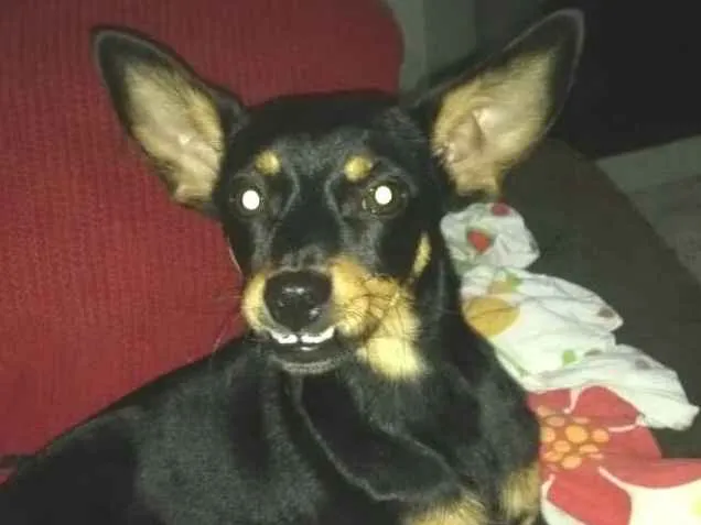 Cachorro ra a Mestiça  ( pinscher) idade 1 ano nome Bia 