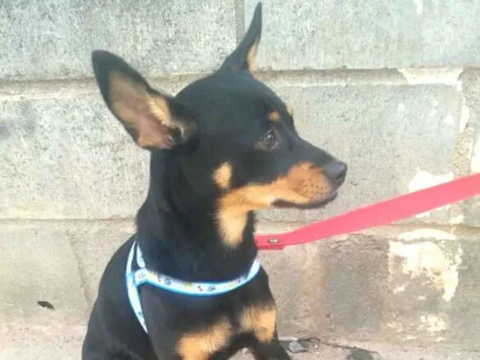 Cachorro ra a Mestiça  ( pinscher) idade 1 ano nome Bia 
