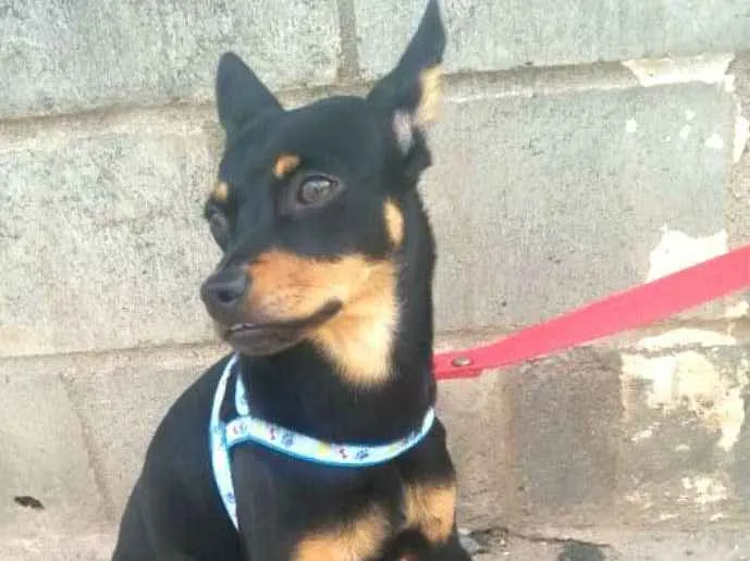 Cachorro ra a Mestiça  ( pinscher) idade 1 ano nome Bia 