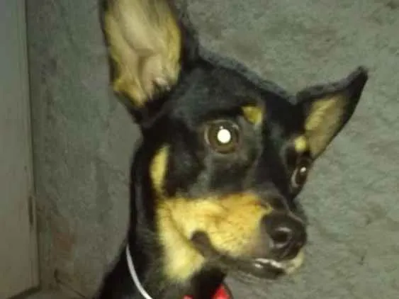 Cachorro ra a Mestiça  ( pinscher) idade 1 ano nome Bia 