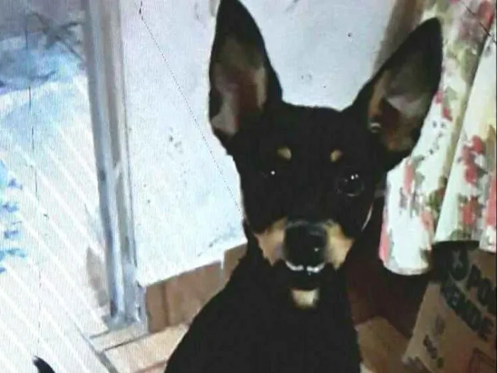 Cachorro ra a Mestiça  ( pinscher) idade 1 ano nome Bia 