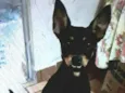 Bia