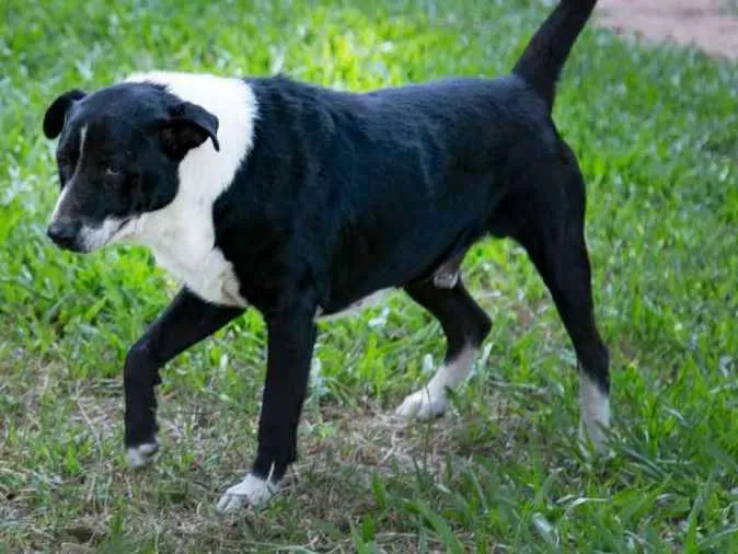 Cachorro ra a maravilhosa idade 1 ano nome Mantinha Branca