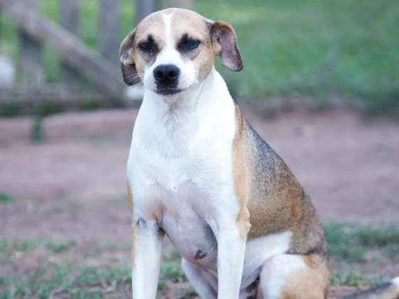 Cachorro ra a viralatinha idade 1 ano nome Dadá