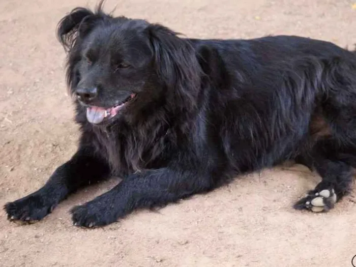 Cachorro ra a estamos na dúvida idade 1 ano nome Negro