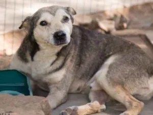 Cachorro raça viralatinha idade 1 ano nome Pilicão